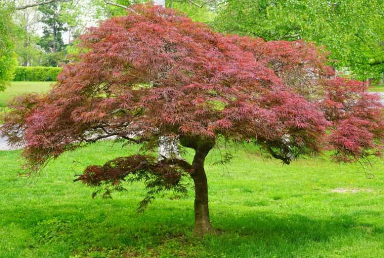 Japanese Maple Garnet Cuttings (Acer palmatum dissectum) - 10 Unrooted 6-7" for Grafting or Rooting