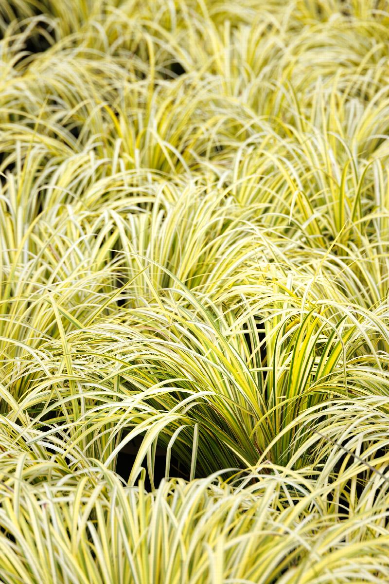 Acorus gramineus ‘Ogon’ Golden Sweet Flag - Bareroot Live Pond Plant