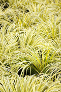 Acorus gramineus ‘Ogon’ Golden Sweet Flag - Bareroot Live Pond Plant