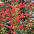 Agastache Kudos Red Live Plant (Bareroot) 3–6" tall | Hummingbird Mint, Pollinator Perennial