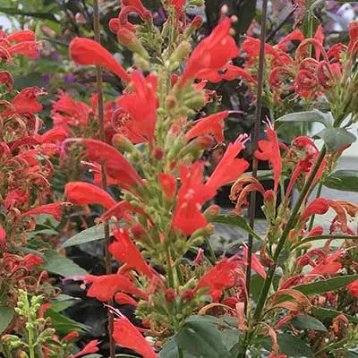 Agastache Kudos Red Live Plant (Bareroot) 3–6" tall | Hummingbird Mint, Pollinator Perennial