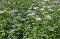 White Snakeroot (Ageratina altissima) Seeds – 500 Non-GMO Native Perennial for Pollinators