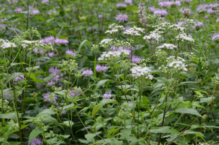 White Snakeroot (Ageratina altissima) Seeds – 500 Non-GMO Native Perennial for Pollinators