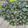 Burgundy Glow Ajuga Reptans Live Groundcover in 1 Pint Pot