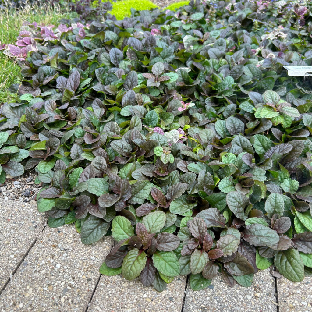 Burgundy Glow Ajuga Reptans Live Groundcover in 1 Pint Pot