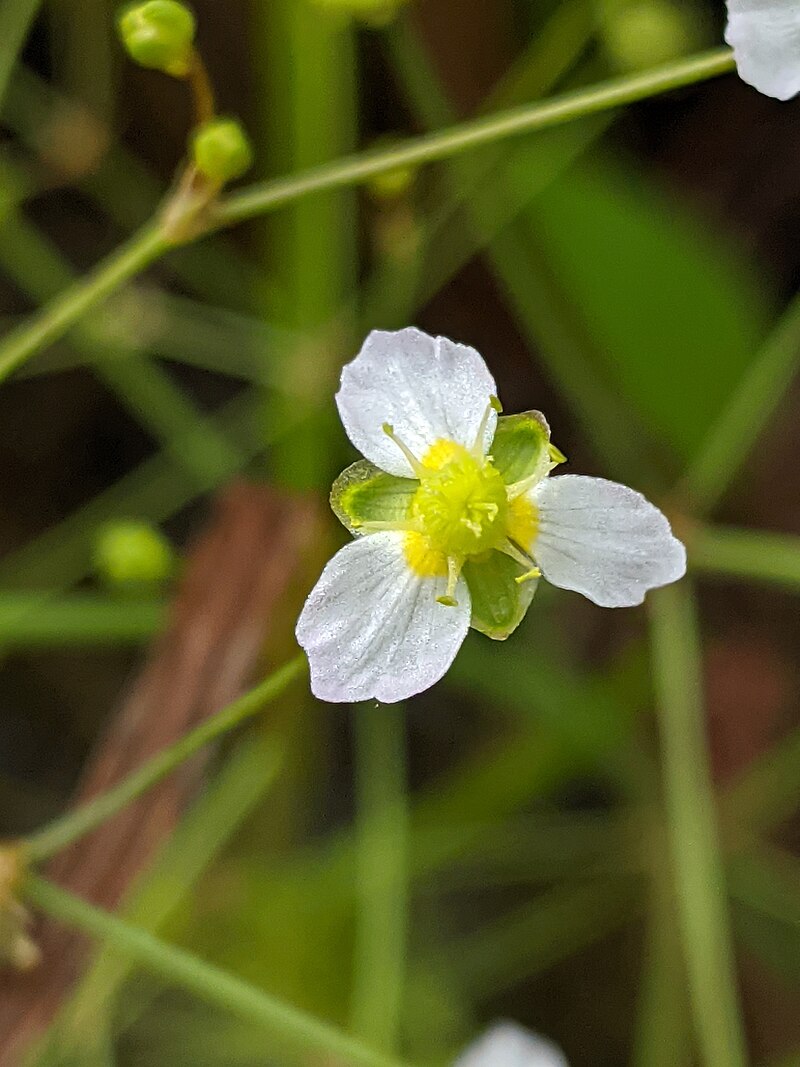 Alisma triviale Seeds | Large-Flowered Water Plantain - 300 Non-GMO Seeds for Wetlands & Pollinator Gardens