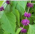 Beautyberry Bush Cuttings (Callicarpa americana) – 4 Unrooted Live Cuttings