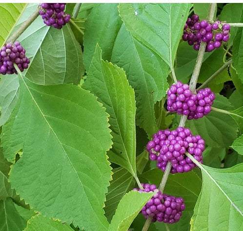 Beautyberry Bush Cuttings (Callicarpa americana) – 4 Unrooted Live Cuttings