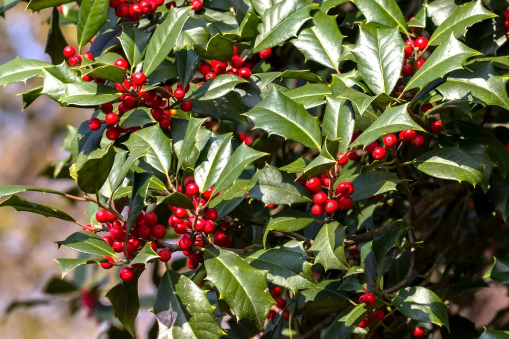 American Holly Cuttings (Ilex opaca) – 15 Fresh Unrooted, Organic, Live Evergreen