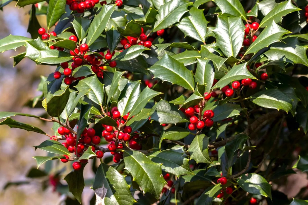 American Holly Cuttings (Ilex opaca) – 15 Fresh Unrooted, Organic, Live Evergreen