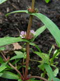 Ammannia coccinea Scarlet Toothcup Seeds - 1000 Non-GMO Native Wetland Perennial