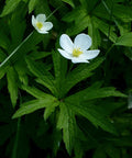 Anemone canadensis Seeds | Canada Anemone Native Perennial for Meadows & Pollinator Gardens