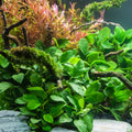 Anubias Barteri Nana Live Aquarium Plant - Bare Root, Small, Low Light