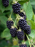 5 Organic Blackberry Cuttings | Unrooted Rubus fruticosus – Heirloom, Non-GMO