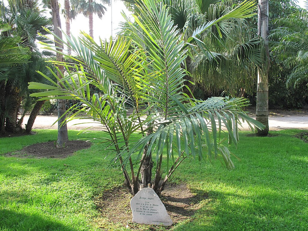 Arenga engleri (Dwarf Sugar Palm) Bare-Root Starter Seedlings – Set of 2