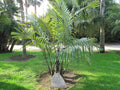 Arenga engleri (Dwarf Sugar Palm) Bare-Root Starter Seedlings – Set of 2