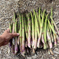 Millennium Asparagus Bare Root Crowns - 10 Live 2-Year-Old Perennial, Non-GMO