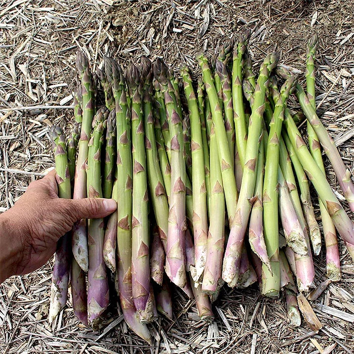 Millennium Asparagus Bare Root Crowns - 10 Live 2-Year-Old Perennial, Non-GMO