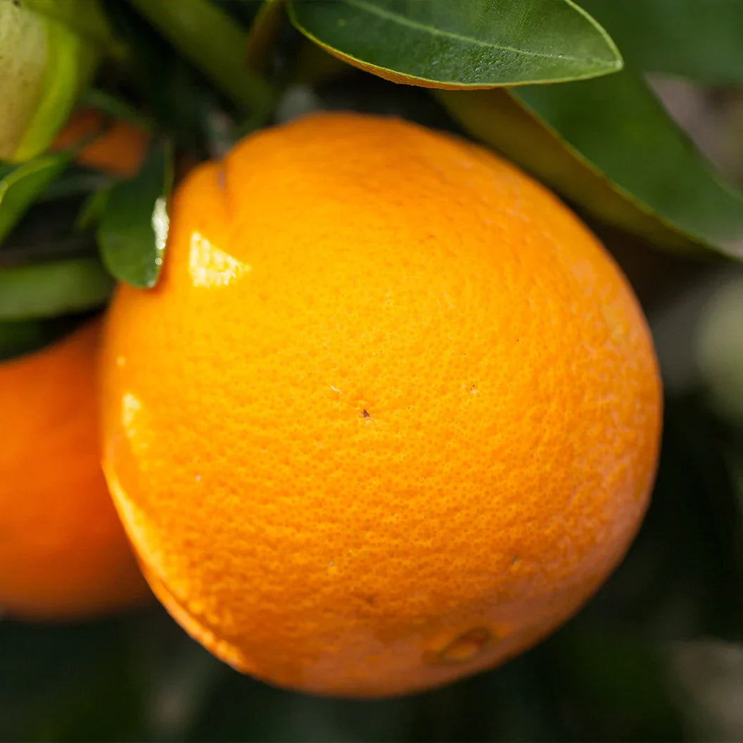 Navel Orange Cuttings (Citrus sinensis) 6–8 Inch Unrooted - Organic, For Rooting or Grafting