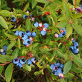 Blueberry Plants – 5 Live Rooted Cuttings | Non-GMO, Cold-Hardy Fruit Shrubs