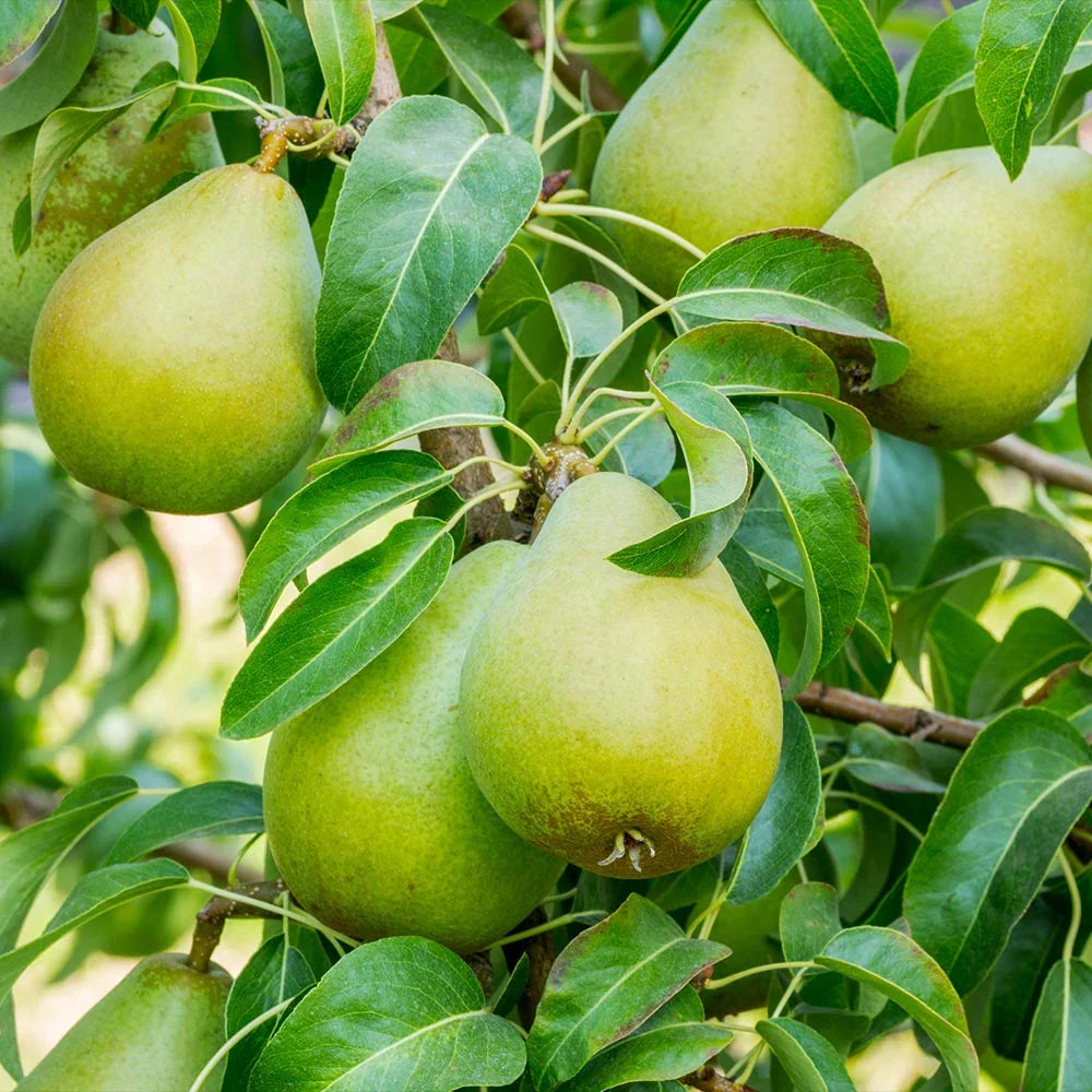 Bartlett Pear Tree Cuttings (Unrooted) - 10 Pieces, Pyrus communis