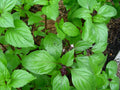 Thai Basil Live Plants (Hung Que) 2-Pack Bareroot – Anise-Scented Ocimum basilicum var. thyrsiflora