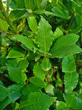 Bay Laurel Live Plant Laurus nobilis in 2.5" Pot | Culinary Evergreen Herb