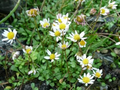 Miniature Mat Daisy (Bellium minutum) - 4-Inch Live Plant