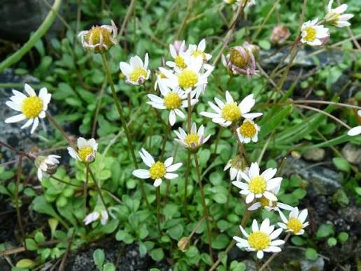 Miniature Mat Daisy (Bellium minutum) - 4-Inch Live Plant