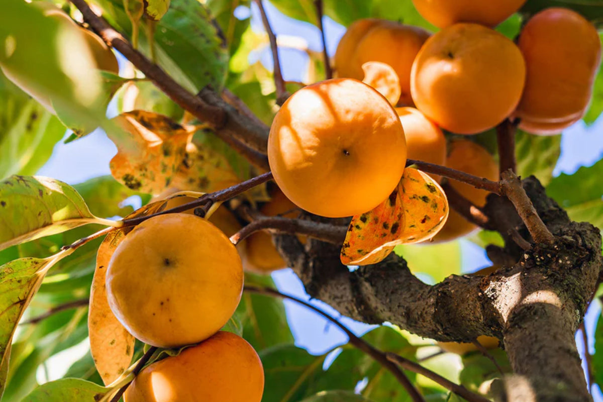 Fuyu Persimmon Tree (Diospyros kaki) – 1 Live Bareroot Tree Up to 2ft tall, Non-Astringent, Self-Pollinating