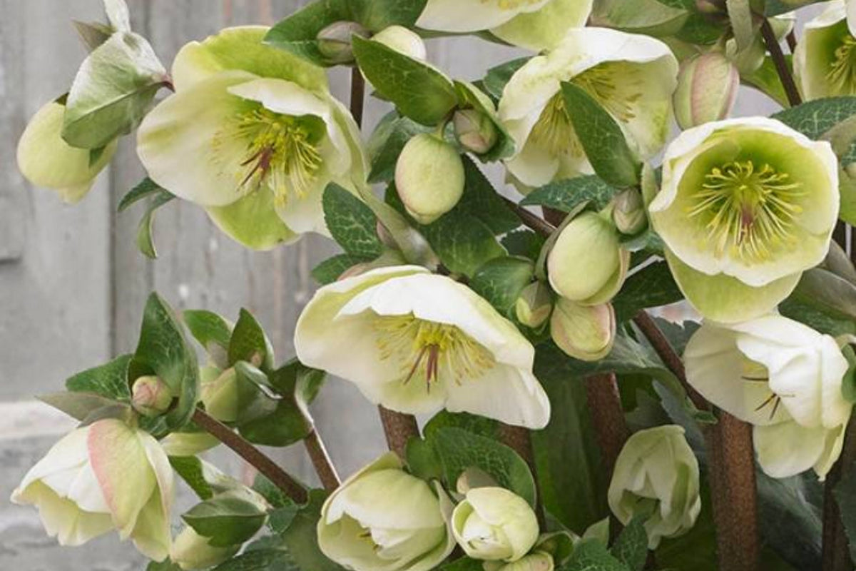 Hellebore 'First Dance' (Helleborus x hybridus) Established Gal Size - Lenten Rose