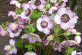 Hellebore 'French Kiss' (Helleborus x hybridus) - Established Gal Size, Untrimmed Foliage