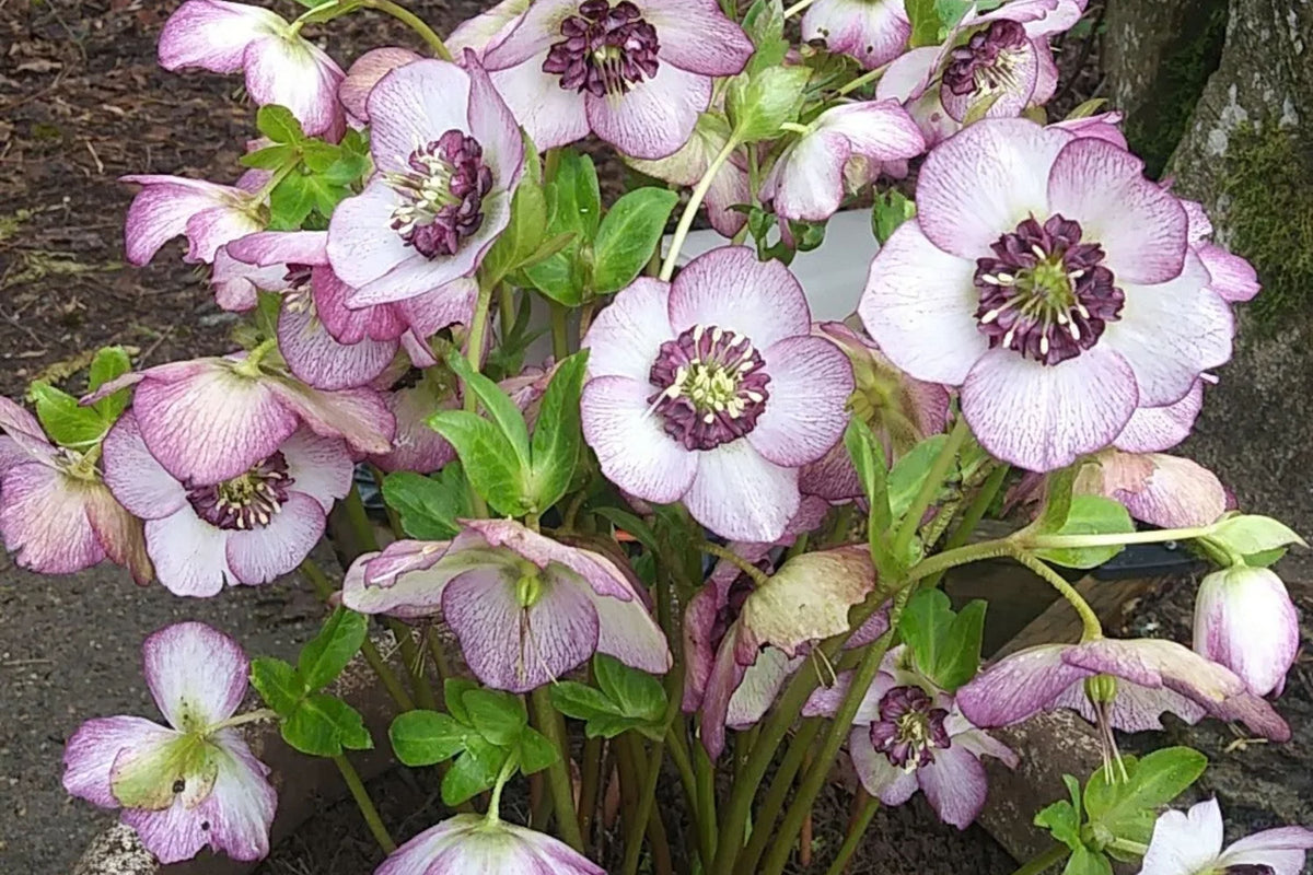 Hellebore 'French Kiss' (Helleborus x hybridus) - Established Gal Size, Untrimmed Foliage