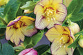 Hellebore Tropical Sunset (Helleborus x hybridus) - Established Gal Size Lenten Rose Perennial