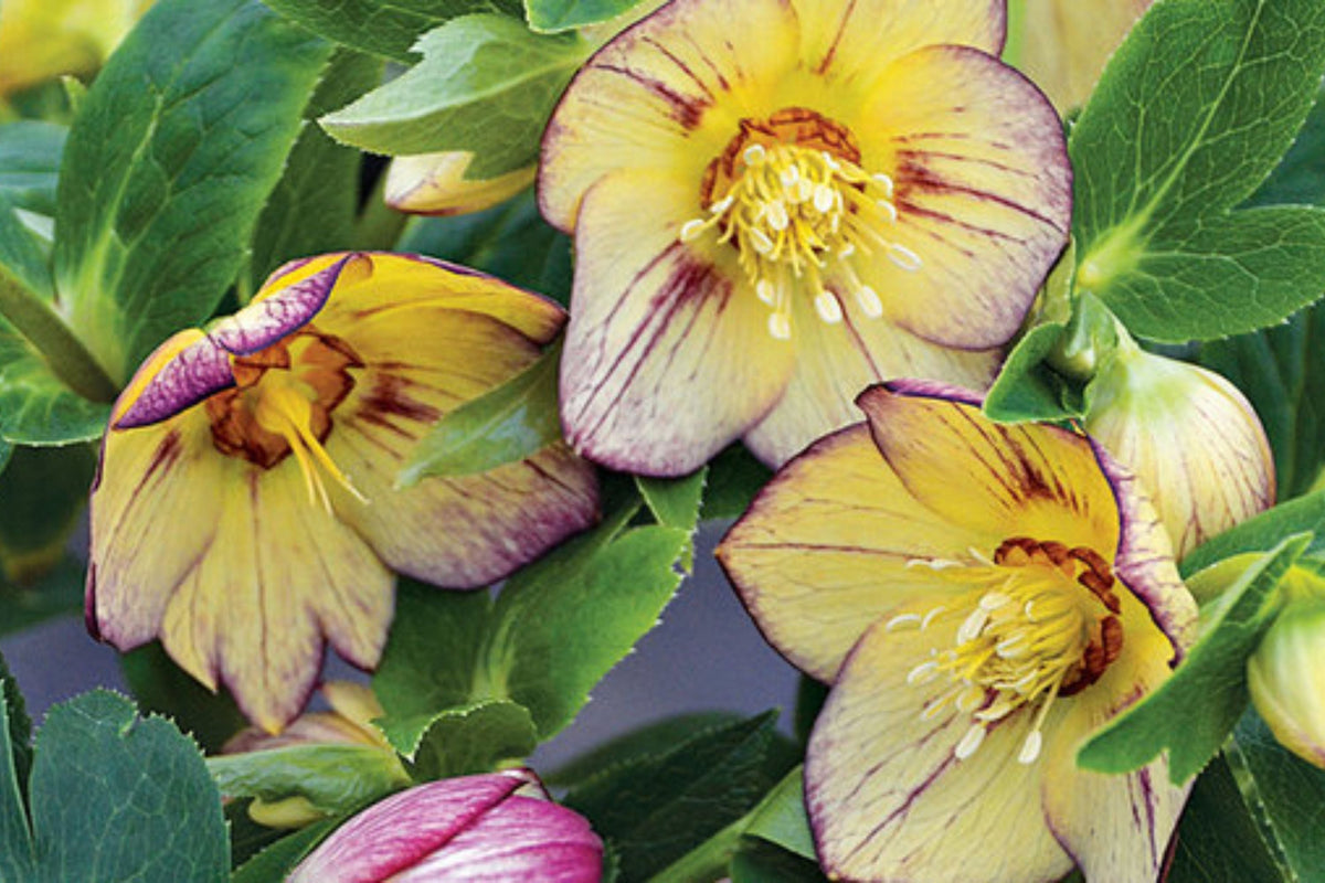 Hellebore Tropical Sunset (Helleborus x hybridus) - Established Gal Size Lenten Rose Perennial