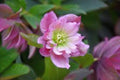 Hellebore Maid of Honor (Helleborus x hybridus) Gal-Size, Viable Root, Intact Foliage | Lenten Rose Perennial
