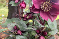 Hellebore 'Brunello' (Helleborus x hybridus) - Established Gal Size, Lenten Rose, Wedding Party