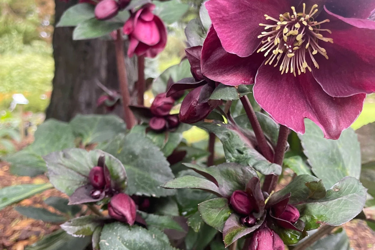 Hellebore 'Brunello' (Helleborus x hybridus) - Established Gal Size, Lenten Rose, Wedding Party