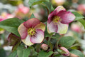 Hellebore Dark Picotee (Helleborus x hybridus) – Established Gallon Size, Lenten Rose, Shade Garden Perennial