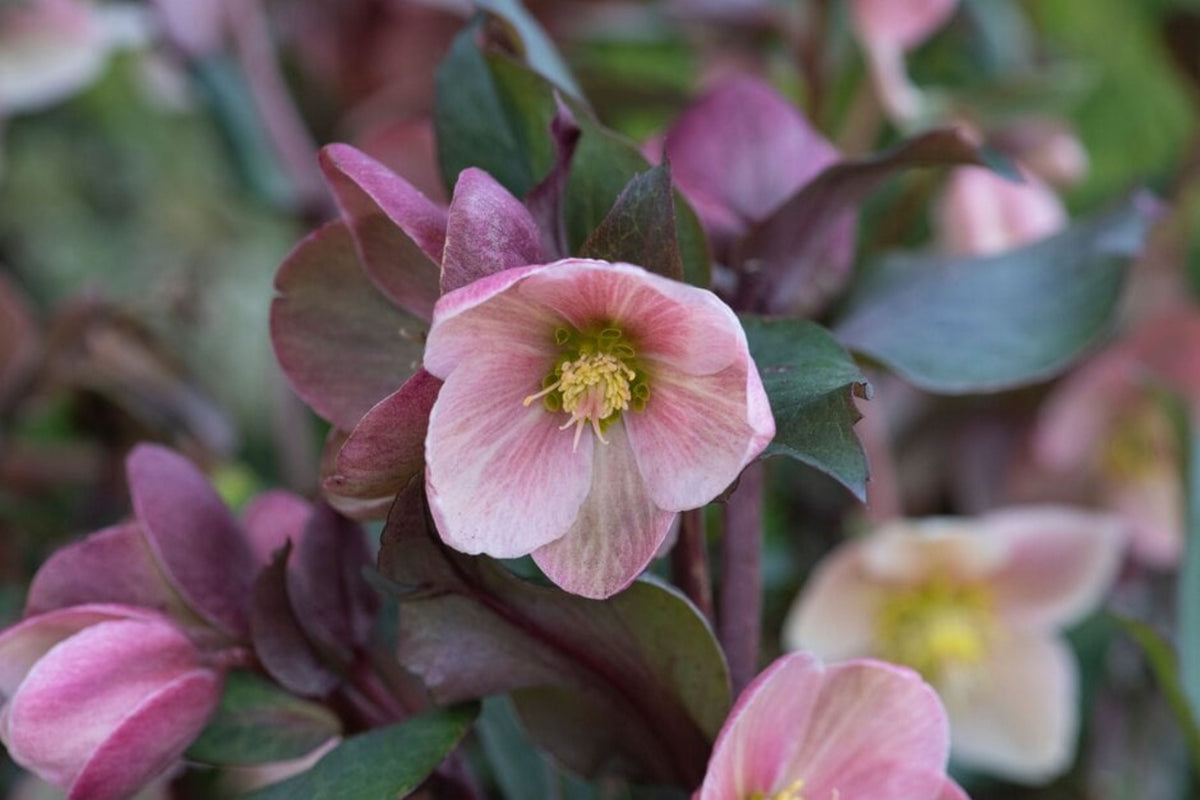 Hellebore Frosty Rose (Helleborus x hybridus) Gal Size Plant | Part Shade Perennial