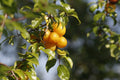 Yellow Plum Tree - Live Bareroot Prunus domestica up to 2 ft tall