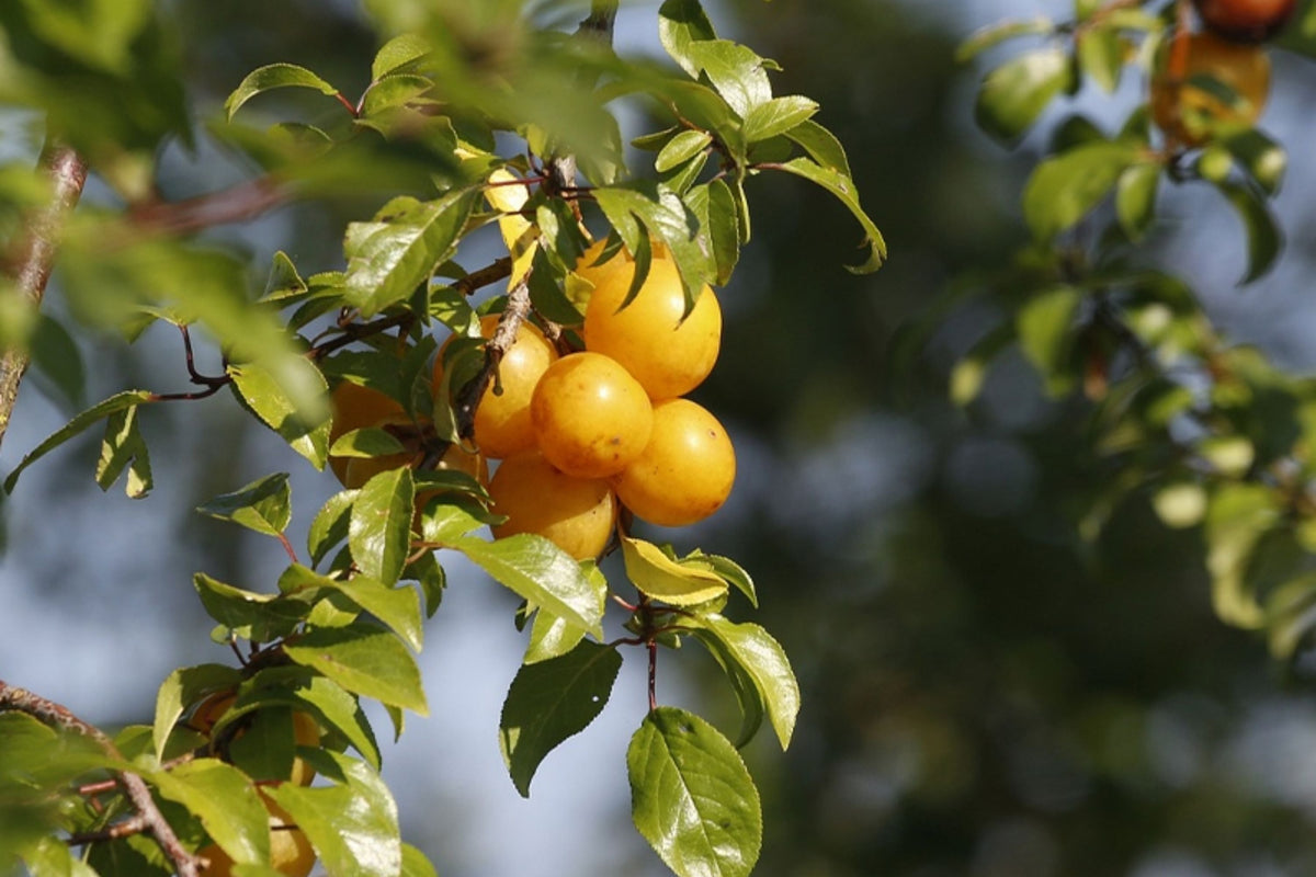 Yellow Plum Tree - Live Bareroot Prunus domestica up to 2 ft tall