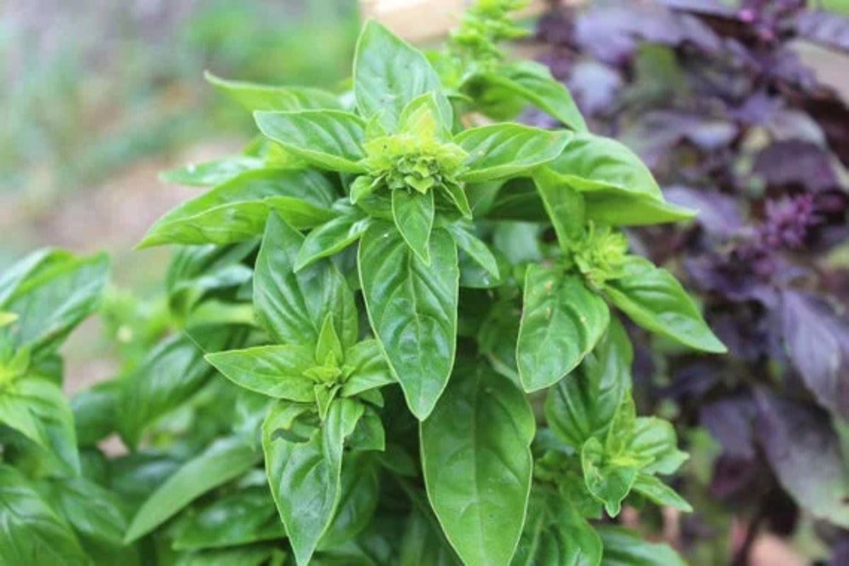 Sweet Italian Basil Live Plant – Multiple Rooted Bundles (Ocimum basilicum)