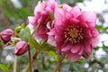 Hellebore Maid of Honor (Helleborus x hybridus) Gal-Size Plant with Viable Root System