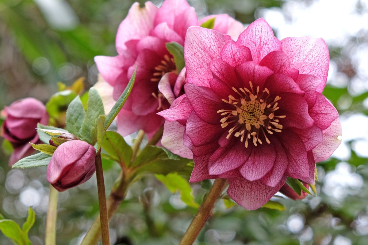Hellebore Maid of Honor (Helleborus x hybridus) Gal-Size Plant with Viable Root System