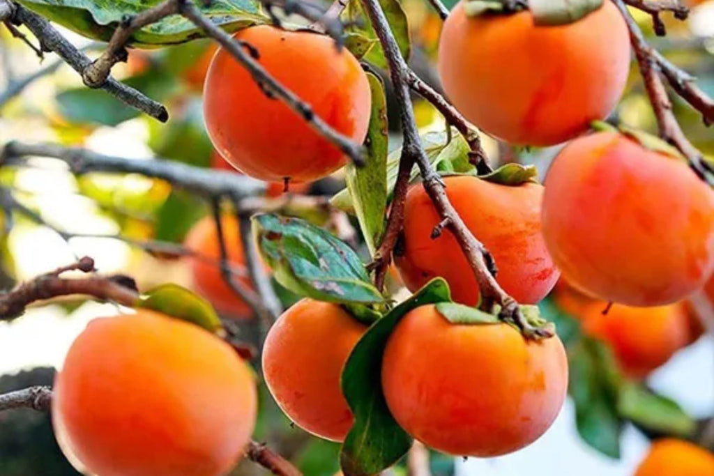 Eureka Persimmon Tree (Diospyros kaki) - 1 Live Plant, Up to 2ft, Cold Hardy Starter