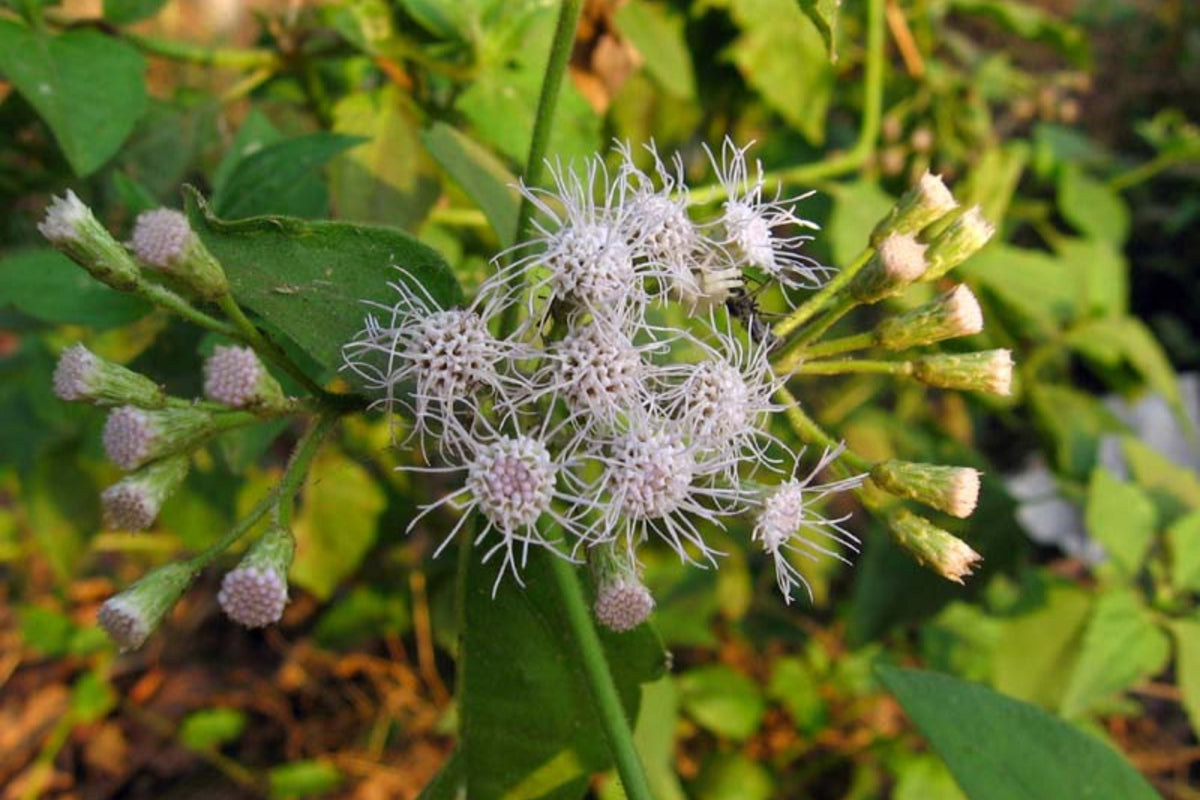 Jack The Bush (Chromolaena odorata) - 15 Fresh Unrooted Cuttings, 5-Inch Stems