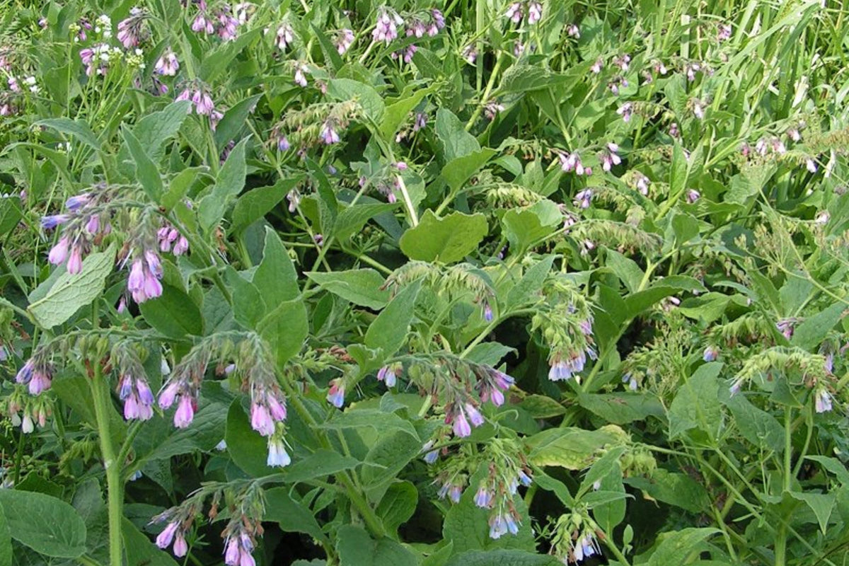 Comfrey Bocking 14 root cutting (Symphytum × uplandicum) – Organic, Bare Root Starter Plant