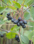 Black Chokeberry Plant (Aronia melanocarpa) Bare Root - 2 ft Tall, Edible Berries, Wildlife, Native Shrub