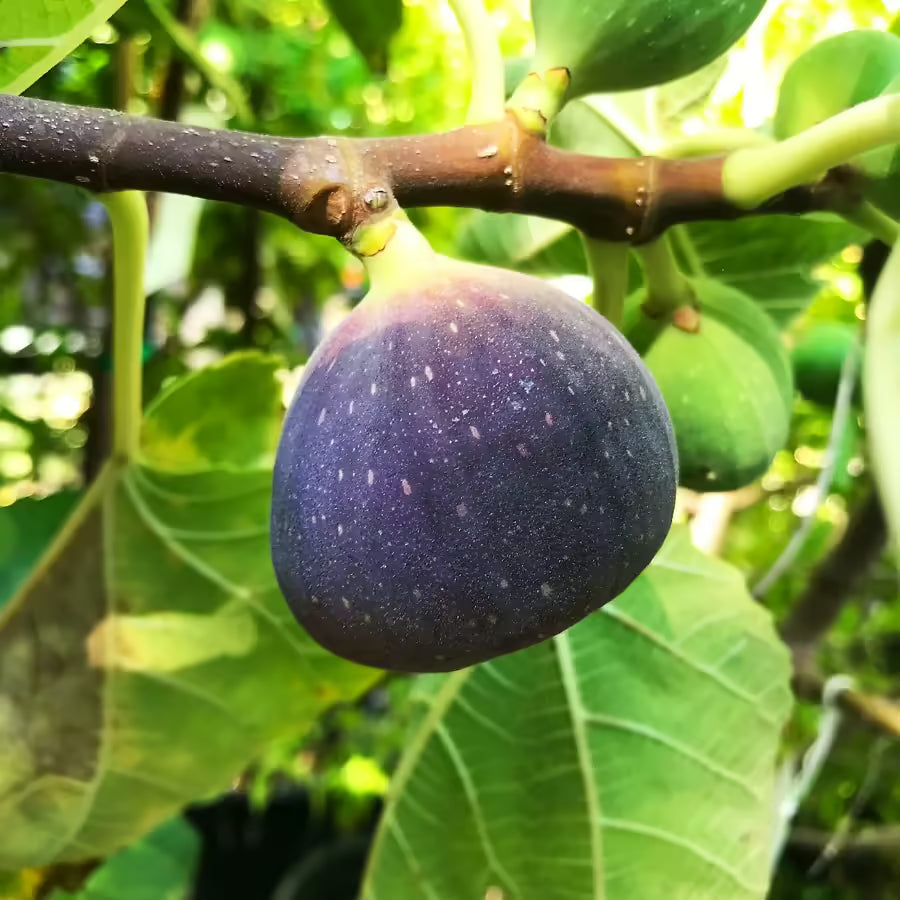 Black Jack Fig Tree Cuttings (Unrooted) - Ficus carica - Fresh Scion Wood for Rooting, Propagation & Grafting